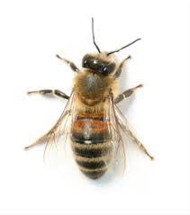 Honey Bee Removal Greenville, NC