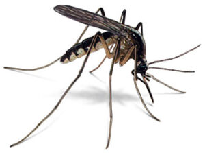 Mosquito Control Greenville, NC 