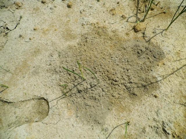 Professional fire ant treatment in Greenville, North Carolina, eliminating dangerous fire ant colonies from lawns and landscapes.