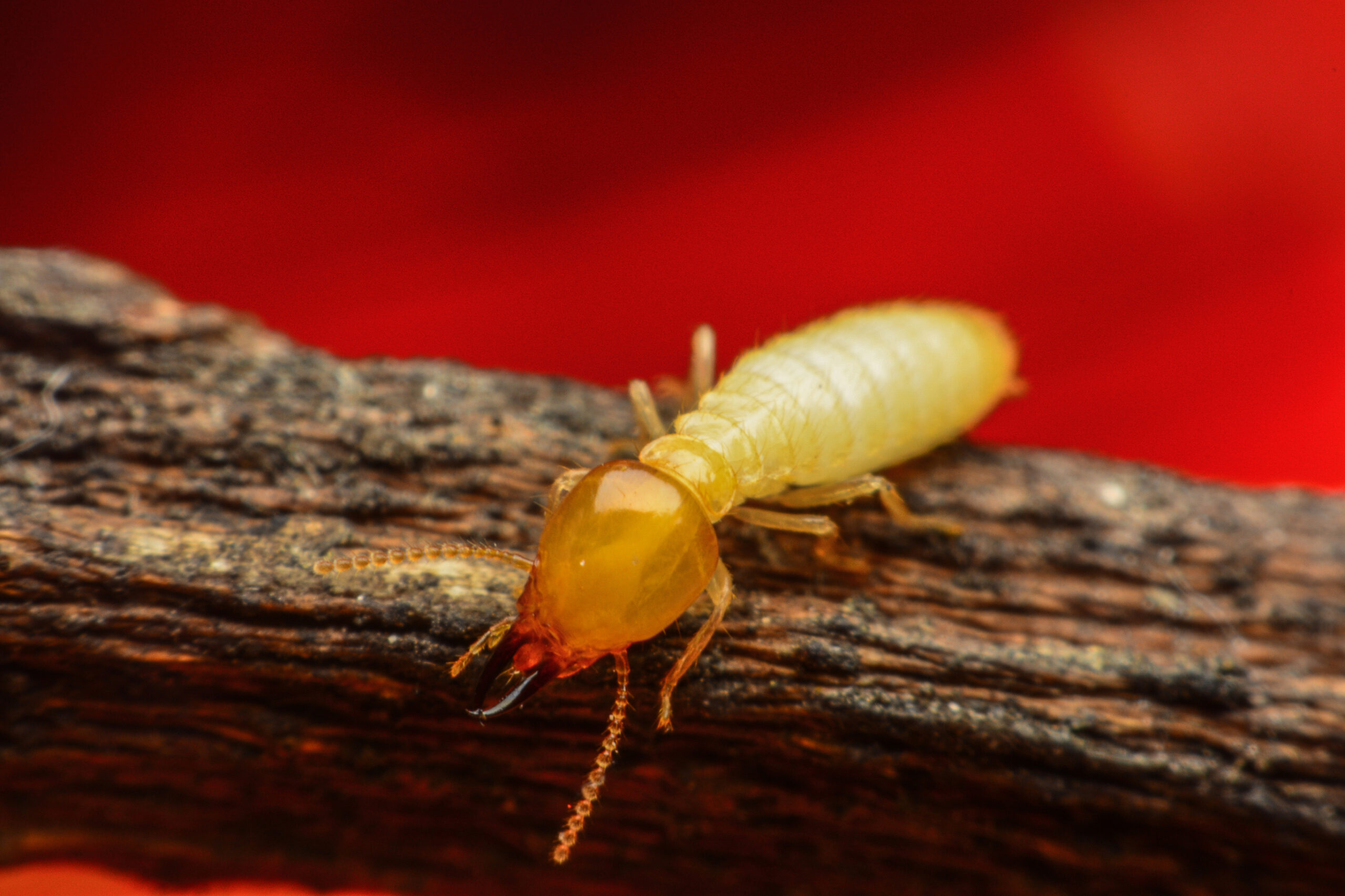 Termite Control, Termite Treatment, Termite Inspection, Termite Greenville NC